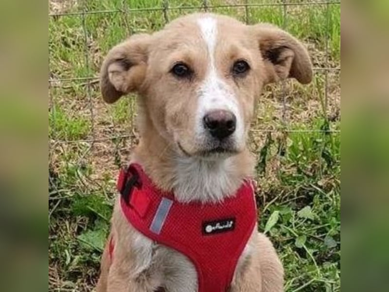 Freundlicher Norman sucht Zuhause für immer