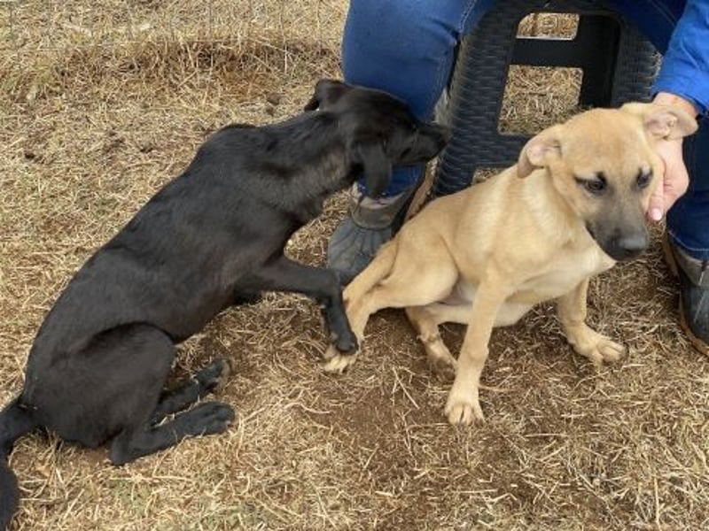 Erica - kleine Schmusebacke sucht Familienanschluss