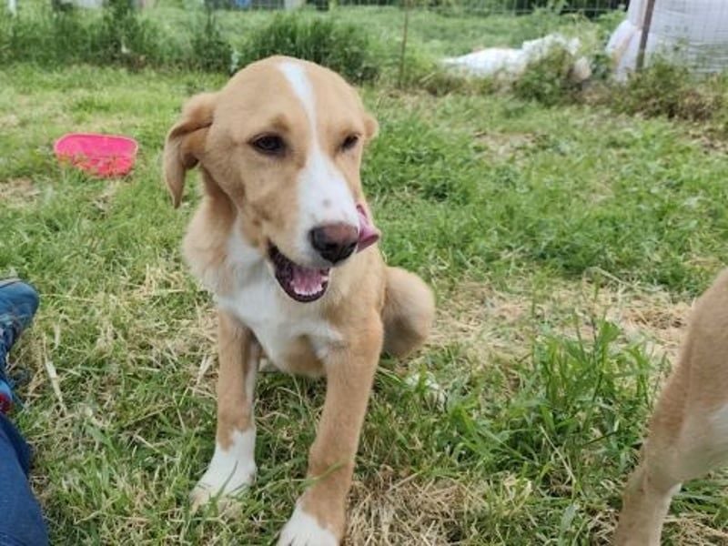 Hundekind Norman sucht Zuhause für immer