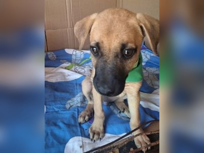 Erica - kleine Schmusebacke sucht Familienanschluss