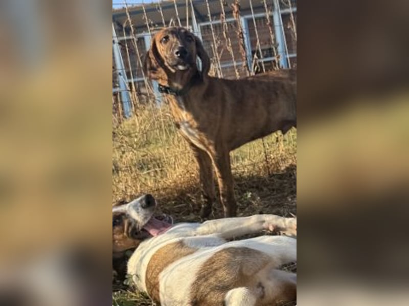 Bazil - kleiner Hundemann auf der Suche nach dem Glück