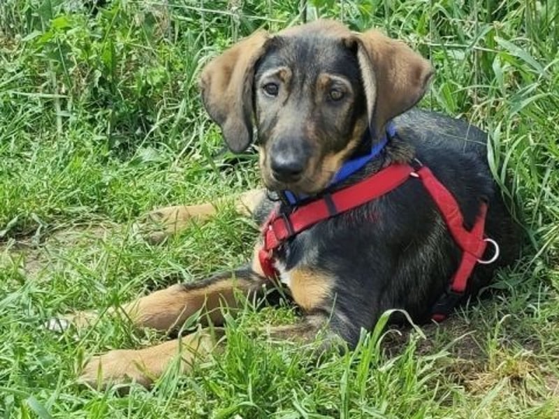 Romy - freundliches Bracken-Mix-Mädchen sucht ihre Familie