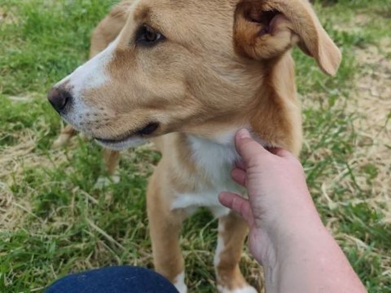 Hundekind Norman sucht Zuhause für immer