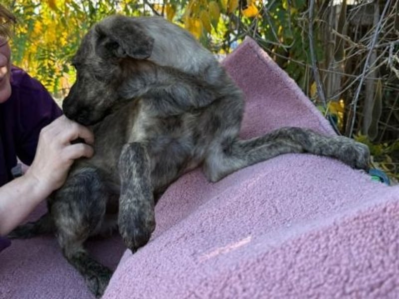 Enzo - kleiner Straßenjunge mit großem Herzen