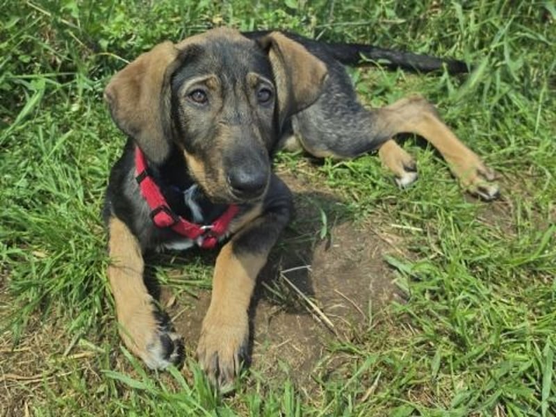 Romy - freundliches Bracken-Mix-Mädchen sucht ihre Familie