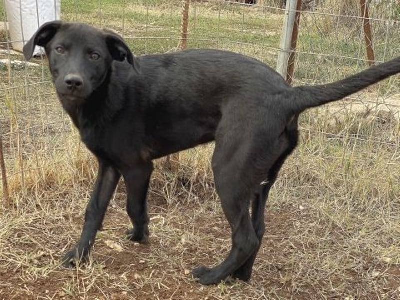 Eroica - ein Herz auf 4 Pfoten sucht ihre Familie Eroica - ein Herz auf 4 Pfoten sucht ihre Familie