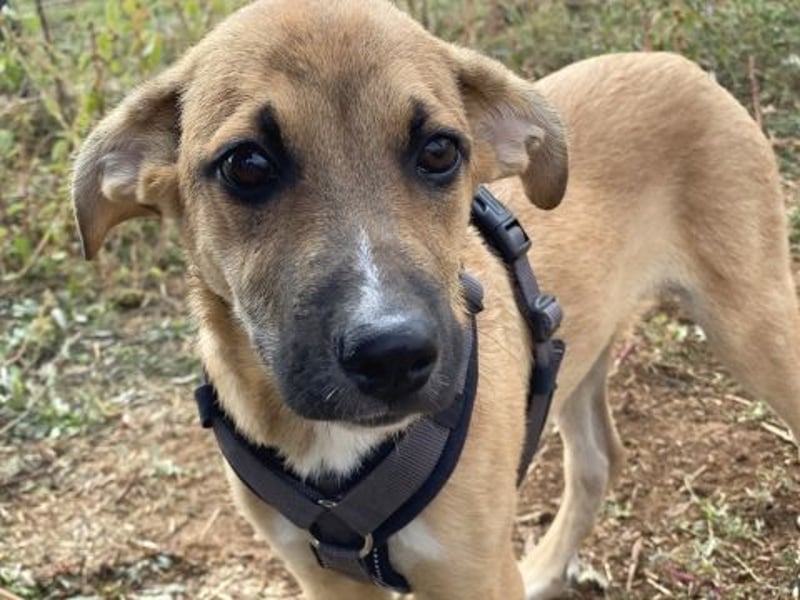 Eric - kleiner Racker sucht Familienanschluss Eric - kleiner Racker sucht Familienanschluss