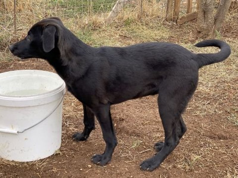 Eroica - ein Herz auf 4 Pfoten sucht ihre Familie Eroica - ein Herz auf 4 Pfoten sucht ihre Familie
