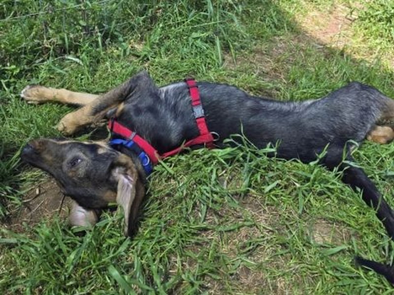 Romy - freundliches Bracken-Mix-Mädchen sucht ihre Familie