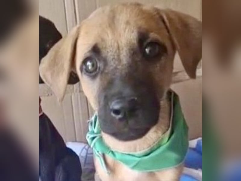 Erica - kleine Schmusebacke sucht Familienanschluss