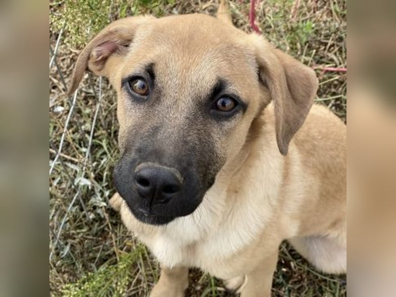 Erica - kleine Schmusebacke sucht Familienanschluss