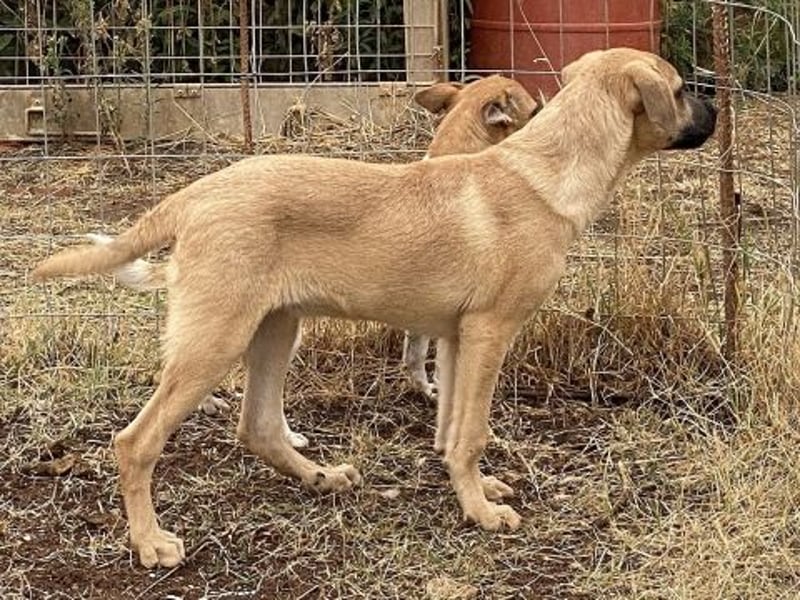 Erica - kleine Schmusebacke sucht Familienanschluss