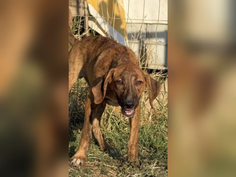 Bazil - kleiner Hundemann auf der Suche nach dem Glück