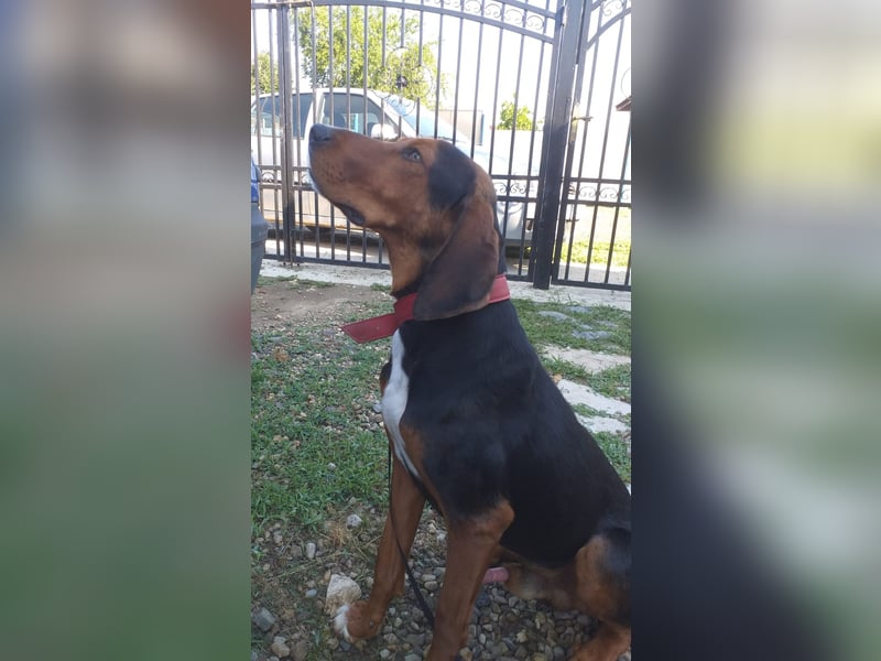 Max sucht ein liebevolles Zuhause