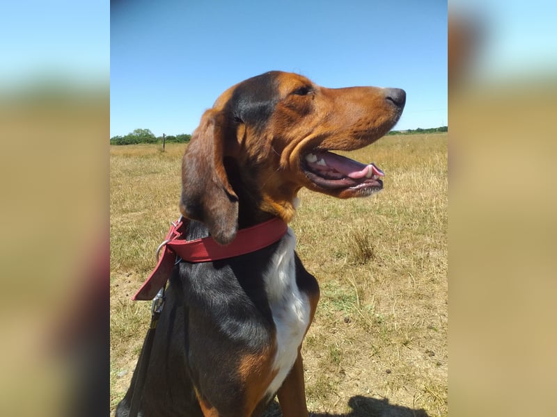 Max sucht ein liebevolles Zuhause