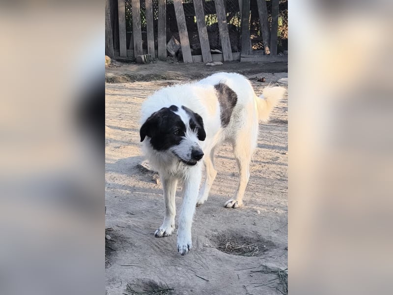 Waldo sucht ein großes Körbchen