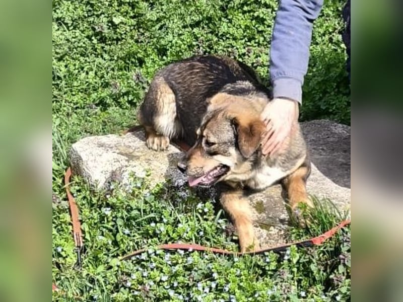 Lächelnde Ginger