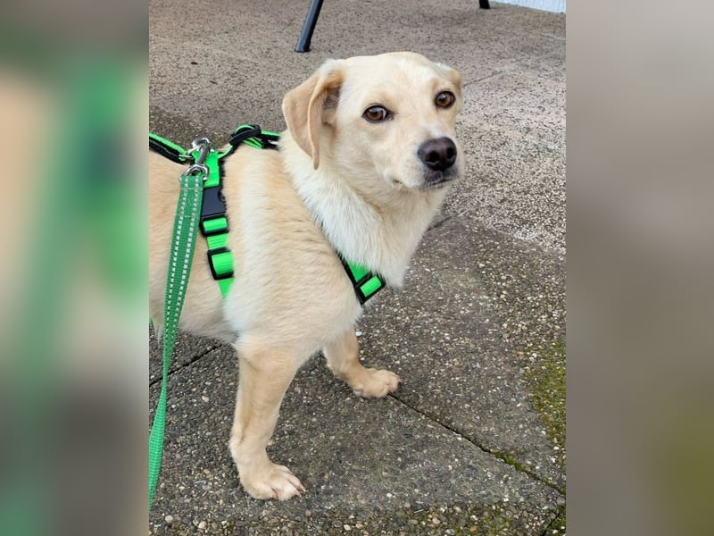Kleiner Hundebub Sammy im Saarland