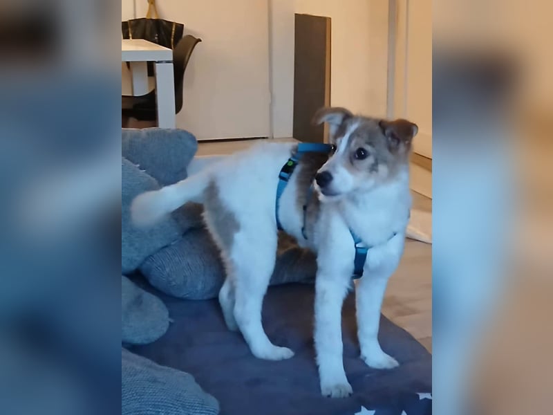 Süße Delia (5 Mon, 28 cm, 5,5 kg)sucht liebevolles Heim