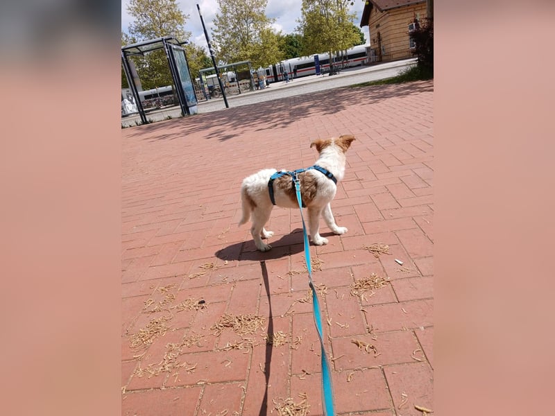 Süße Delia (5 Mon, 28 cm, 5,5 kg)sucht liebevolles Heim
