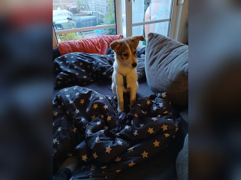 Süße Delia (5 Mon, 28 cm, 5,5 kg)sucht liebevolles Heim