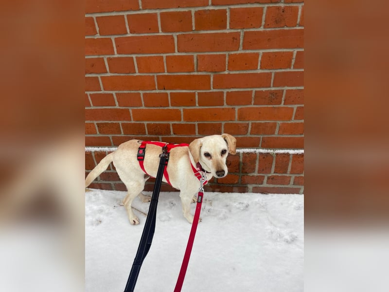 Bonitta wartet in Berlin auf ihre Menschen!