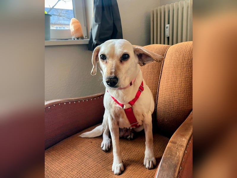 Bonitta wartet in Berlin auf ihre Menschen!