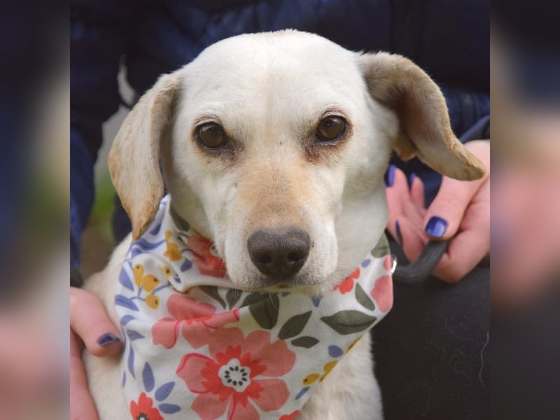 Bonitta wartet in Berlin auf ihre Menschen!