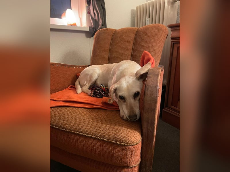 Bonitta wartet in Berlin auf ihre Menschen!