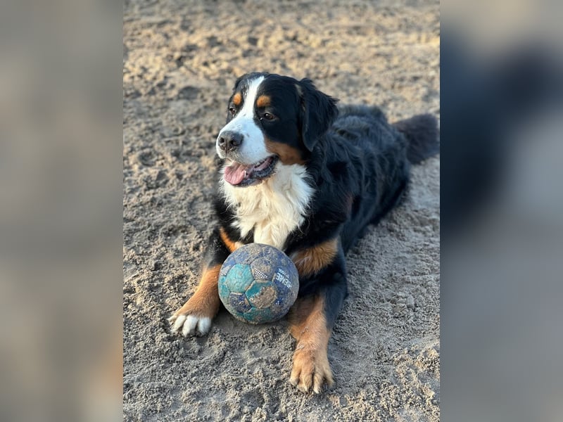 Golden Mountain Dog Welpen