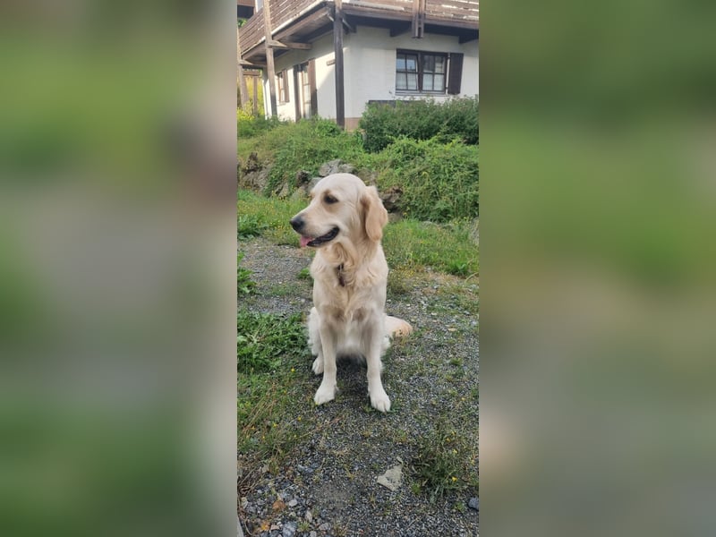 Golden Mountain Dog Welpen