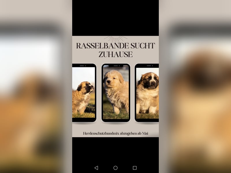 Herdenschutzhundmix Welpen