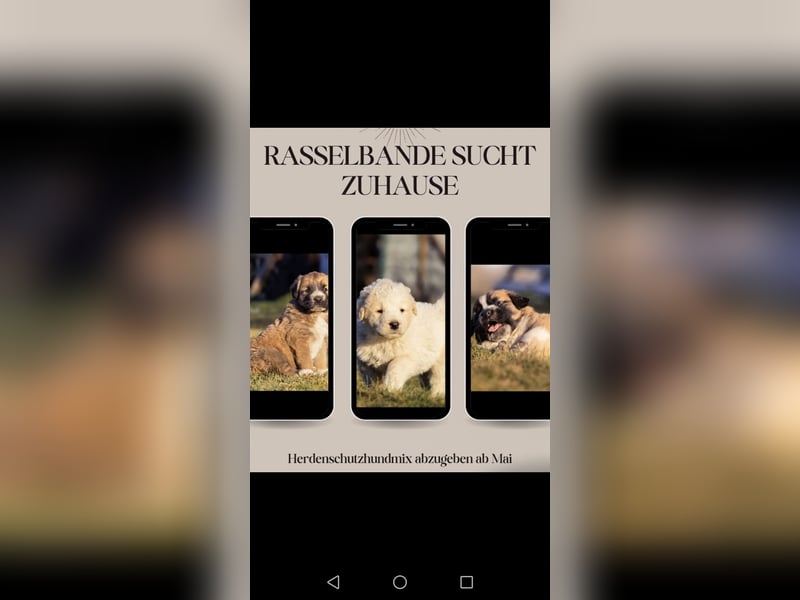 Herdenschutzhundmix Welpen