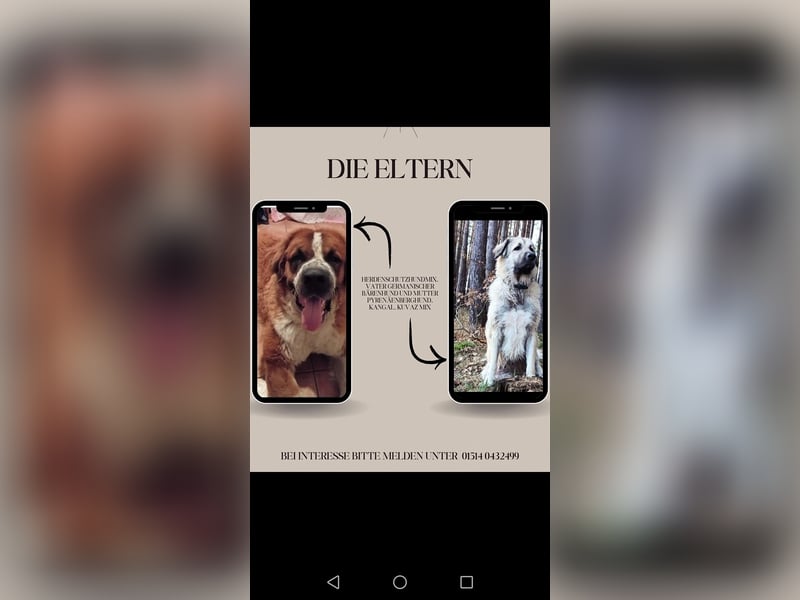 Herdenschutzhundmix Welpen