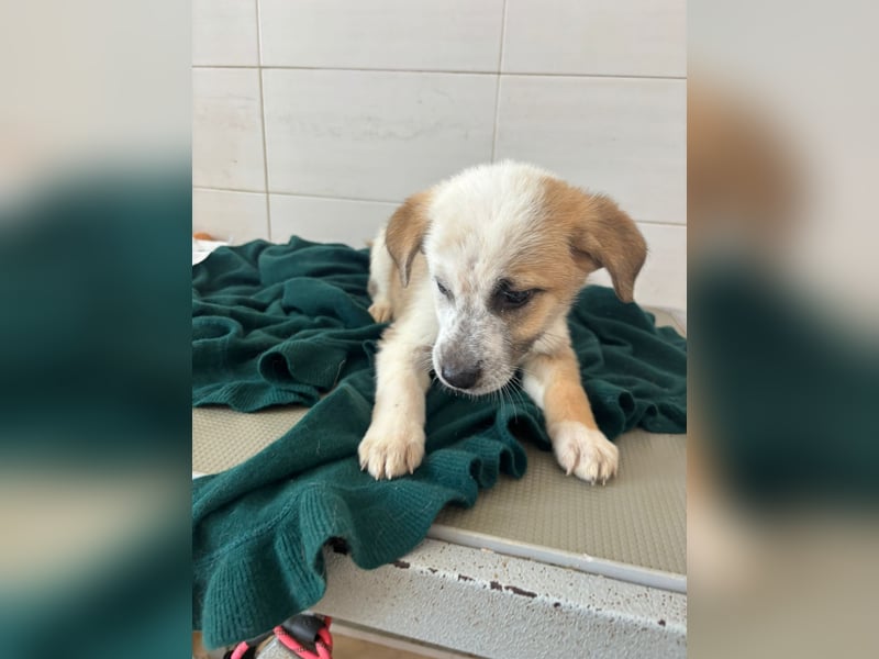 Süße italienische Mischlingskinder  YUNA RUBY ALINA & AIKO