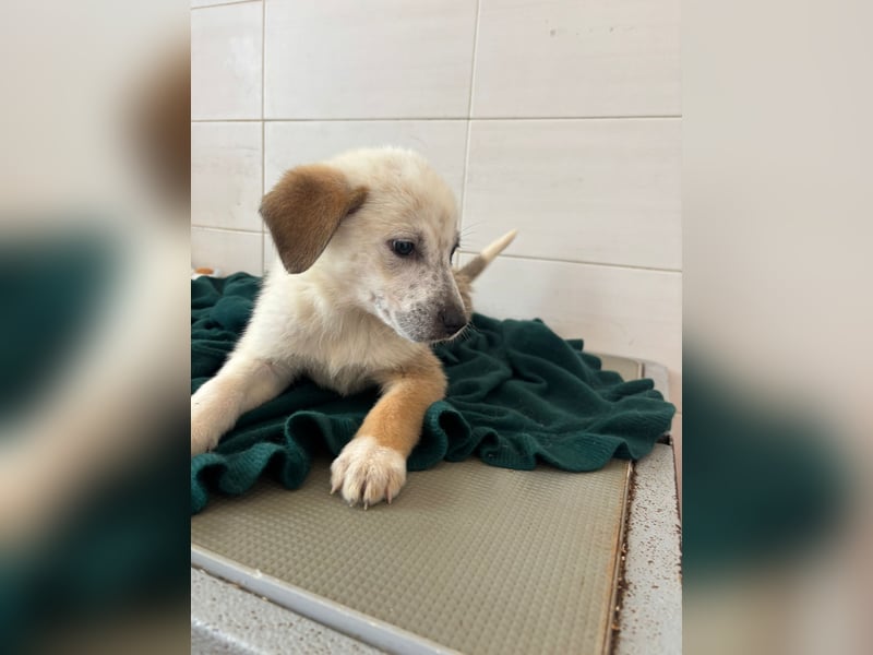 Süße italienische Mischlingskinder  YUNA RUBY ALINA & AIKO