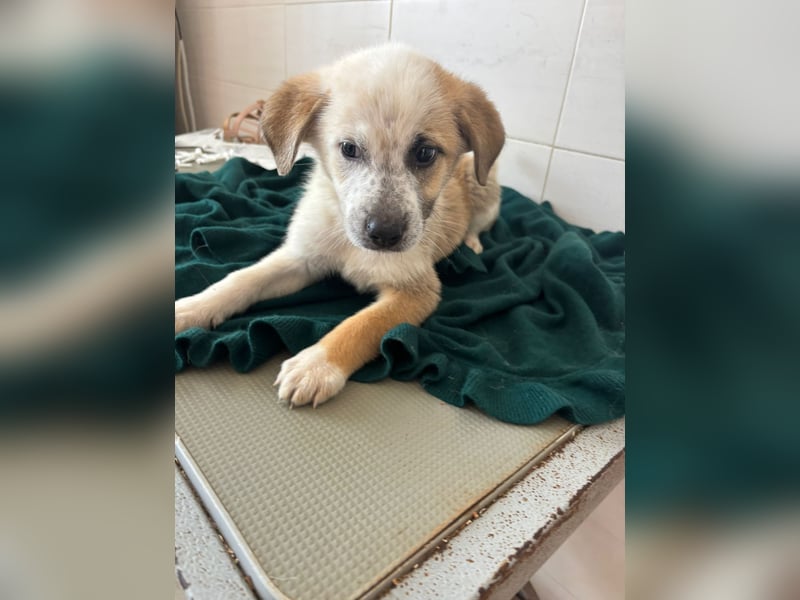 Süße italienische Mischlingskinder  YUNA RUBY ALINA & AIKO