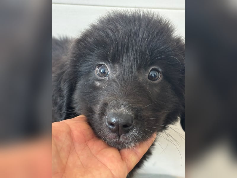 Süße italienische Mischlingskinder  YUNA RUBY ALINA & AIKO