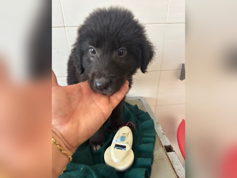 Süße italienische Mischlingskinder  YUNA RUBY ALINA & AIKO