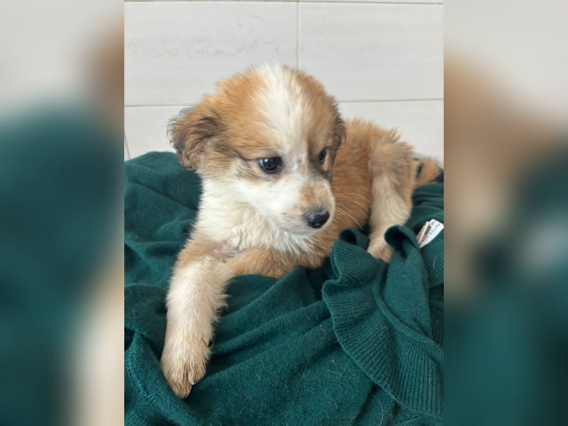 Süße italienische Mischlingskinder  YUNA RUBY ALINA & AIKO