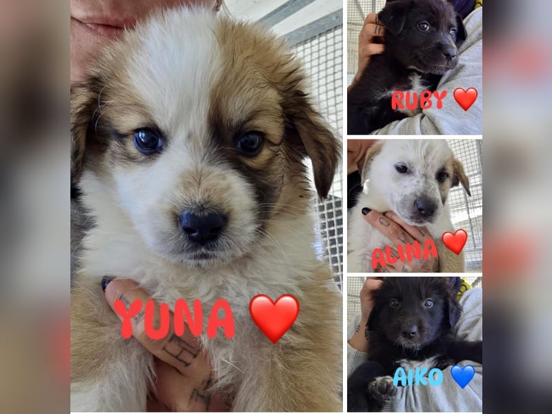 Süße italienische Mischlingskinder  YUNA RUBY ALINA & AIKO