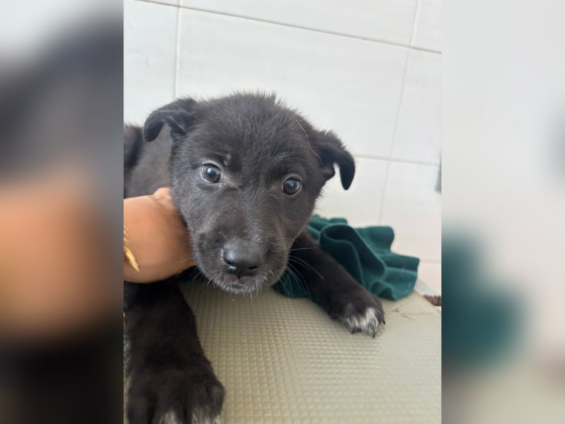 Süße italienische Mischlingskinder  YUNA RUBY ALINA & AIKO