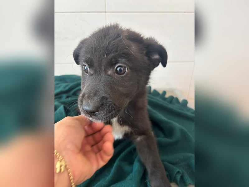 Süße italienische Mischlingskinder  YUNA RUBY ALINA & AIKO