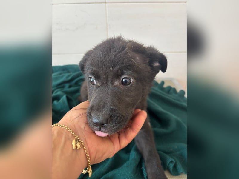 Süße italienische Mischlingskinder  YUNA RUBY ALINA & AIKO