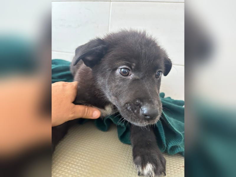 Süße italienische Mischlingskinder  YUNA RUBY ALINA & AIKO