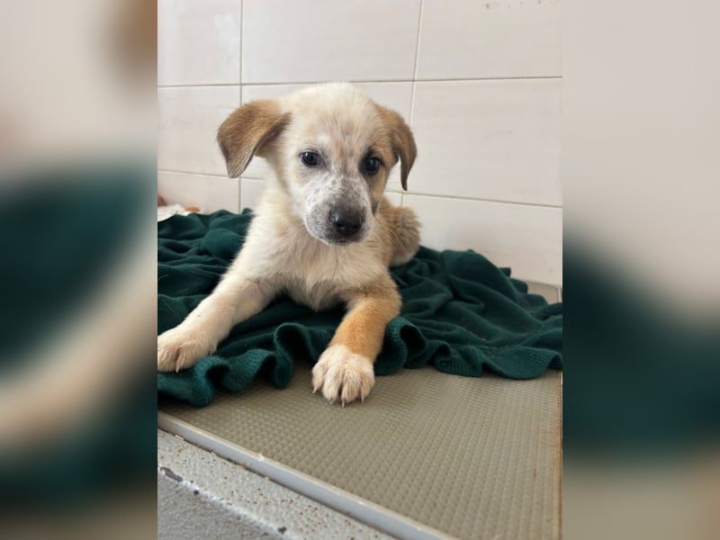 Süße italienische Mischlingskinder  YUNA RUBY ALINA & AIKO