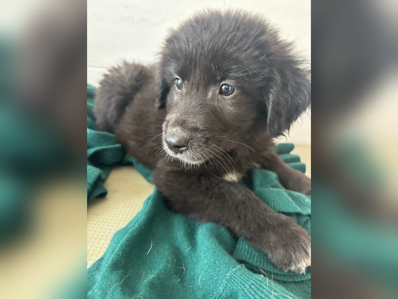 Süße italienische Mischlingskinder  YUNA RUBY ALINA & AIKO