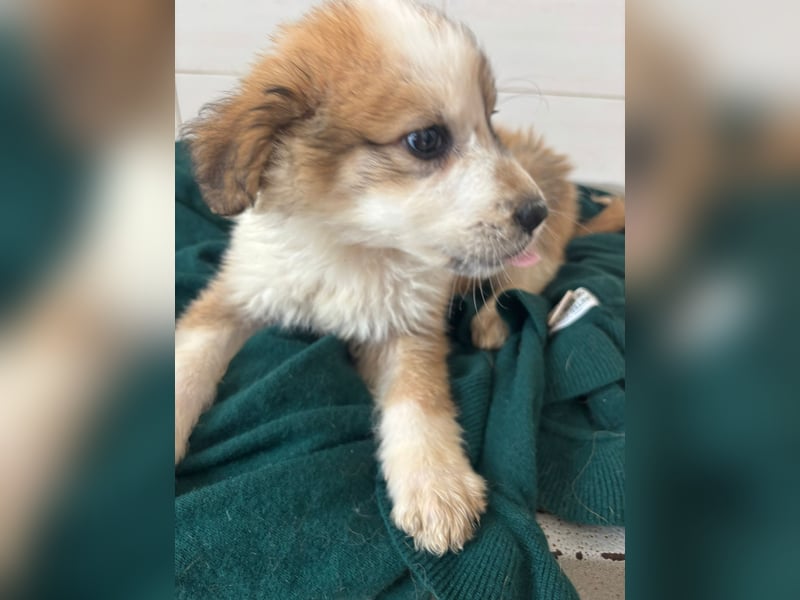 Süße italienische Mischlingskinder  YUNA RUBY ALINA & AIKO