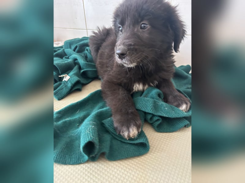 Süße italienische Mischlingskinder  YUNA RUBY ALINA & AIKO