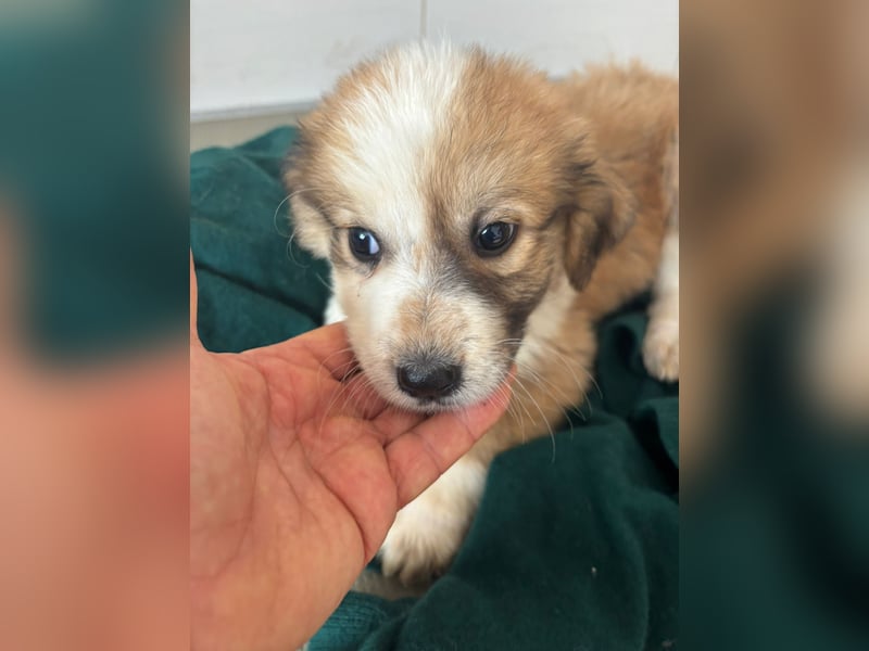 Süße italienische Mischlingskinder  YUNA RUBY ALINA & AIKO